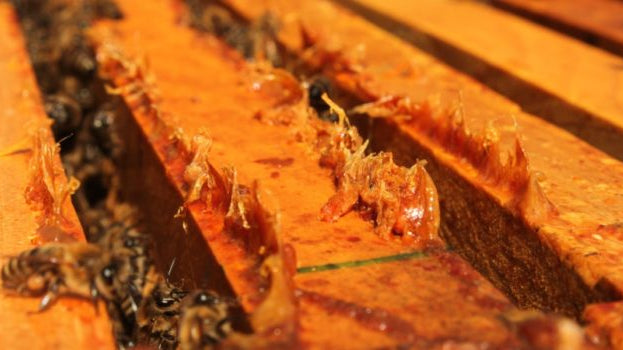 Properties of Propolis