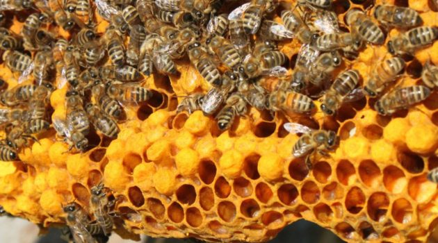 My Bees