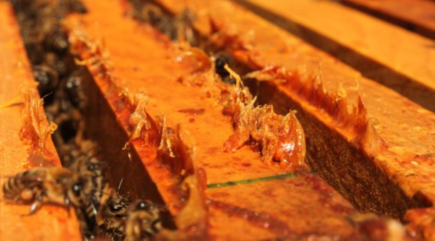 What is Propolis and What are it’s Uses – Mcfarline Apiary